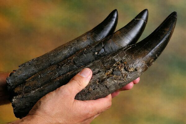 Bananas Of Death: Including the root, T-Rex teeth can be up to a foot long.